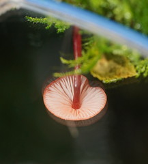Mycena toyerlaricola