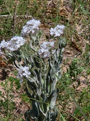 Dimorphocarpa candicans