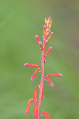 Polianthes geminiflora