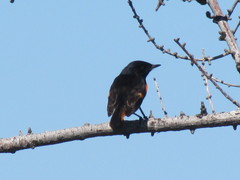 Setophaga ruticilla image
