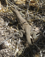 Aspidoscelis exsanguis