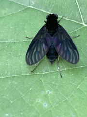 Chrysopilus velutinus