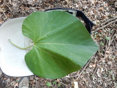 Aristolochia tomentosa