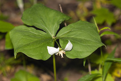 Trillium flexipes