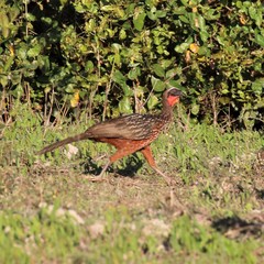 Penelope ochrogaster