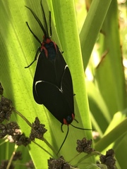 Ctenucha multifaria