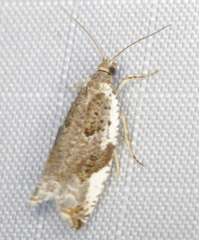 Ancylis mediofasciana