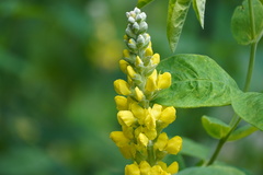 Sophoreae