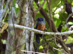 Thamnomanes schistogynus