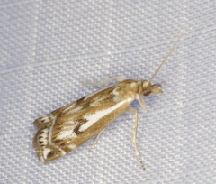 Crambus alienellus