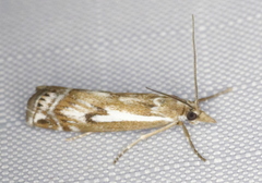 Crambus alienellus