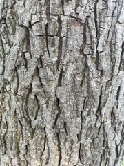 Carya