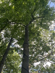 Carya