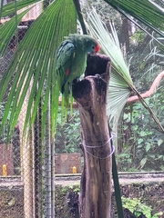 Amazona rhodocorytha