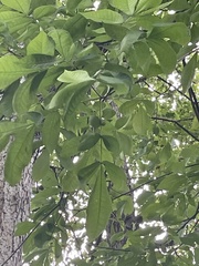 Carya