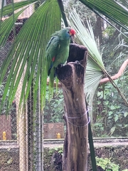Amazona rhodocorytha