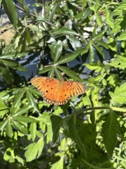 Dione vanillae