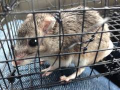 Onychomys leucogaster