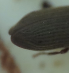 Hemicoelus