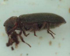 Hemicoelus