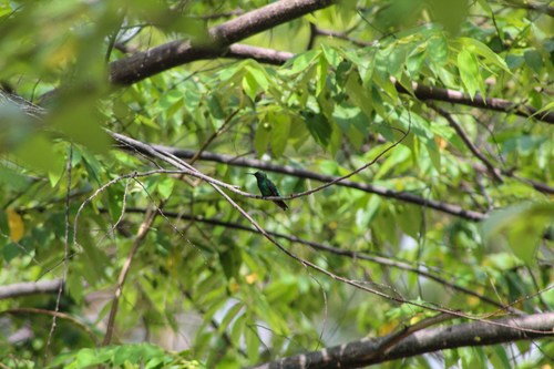 Chlorostilbon assimilis