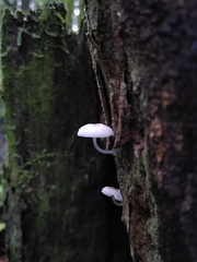 Roridomyces austrororidus