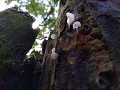 Roridomyces austrororidus
