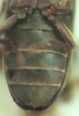 Hemicoelus