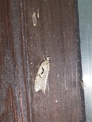 Semioscopis steinkellneriana
