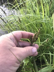 Media resource of Carex diandra