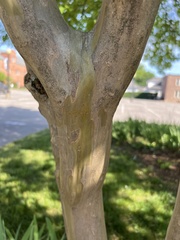 Lagerstroemia indica