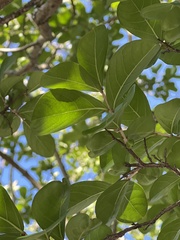 Lagerstroemia indica