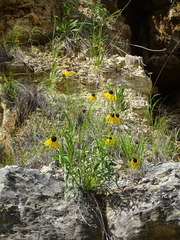 Echinacea paradoxa paradoxa