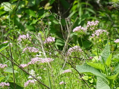 Allium canadense lavandulare