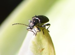 Microtheca ochroloma