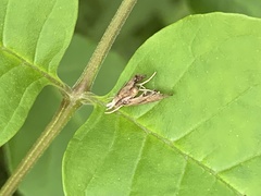 Palthis asopialis