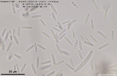 Lachnum controversum