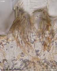 Lachnum controversum