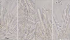 Lachnum controversum