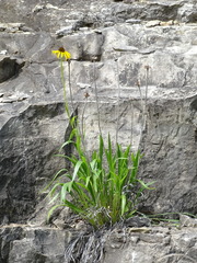 Echinacea paradoxa paradoxa