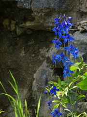 Delphinium treleasei