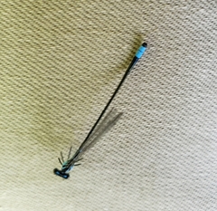 Enallagma divagans