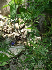 Delphinium treleasei