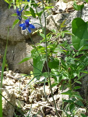 Delphinium treleasei