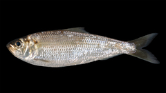 Alosa pseudoharengus