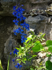 Delphinium treleasei