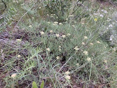Eriogonum heracleoides leucophaeum