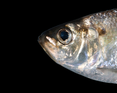 Alosa pseudoharengus