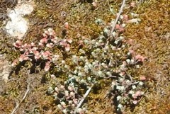 Sedum brevifolium