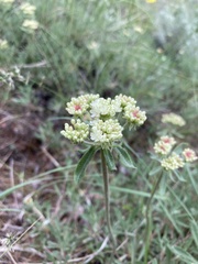 Eriogonum heracleoides leucophaeum